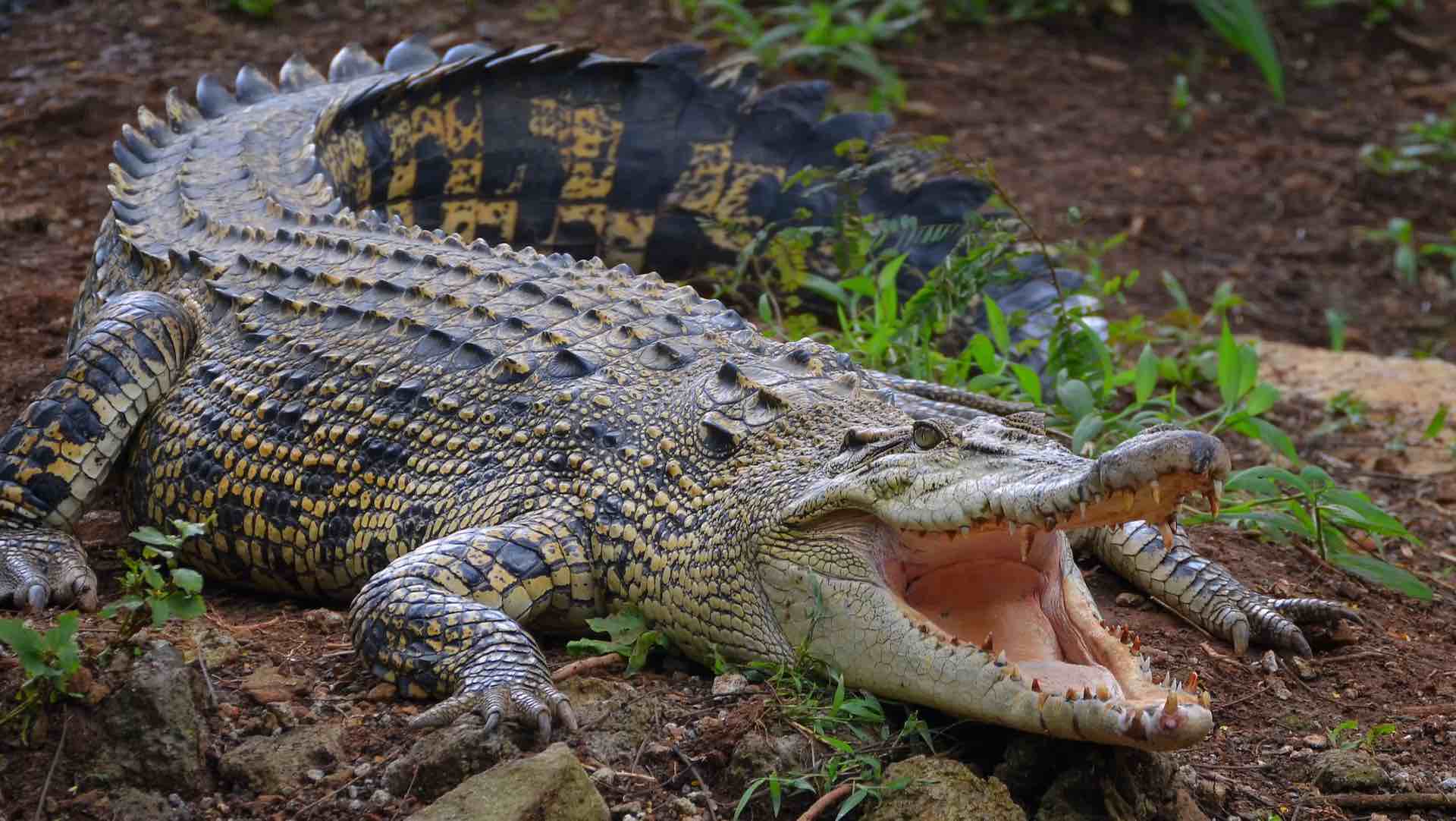 Costa Rican zoo defies science with mind-blowing crocodile Virgin Birth